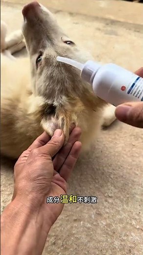 It’s time to clean your ears again! Insert the ear drops designed with a hose into the dog's ear ca