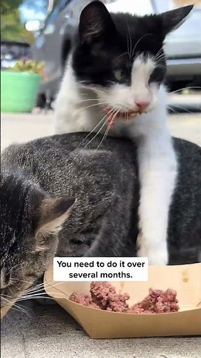 TNR in NYC is next-level