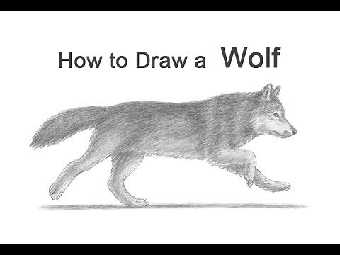 How to Draw a Wolf (Running)
