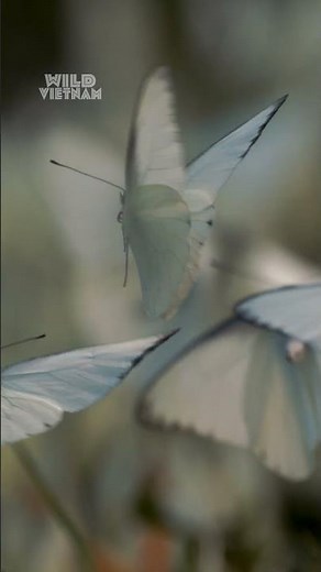 Vietnam attracts over 500 butterfly species each spring 🦋 #WildVietnam