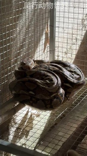 Burmese python\\緬甸蟒蛇 #python