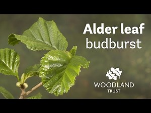 Alder leaf budding Timelapse | Woodland Trust