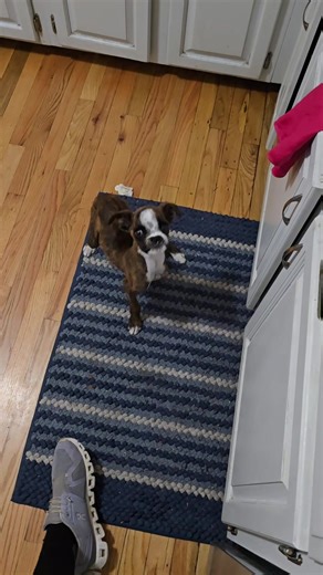 Dinner Time: Feeding My Boxer Puppy