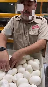 This beautiful mother retic shows us what she'd do in the wild, defending her clutch of eggs 🐍 We pull and incubate them to ensure each baby has the best chance at survival 😁 | Jayprehistoricpets