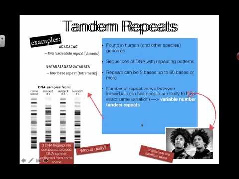 Tandem Repeats (2016) IB Biology