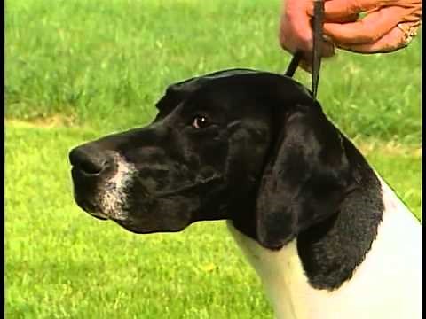 Pointer - AKC Dog Breed Series