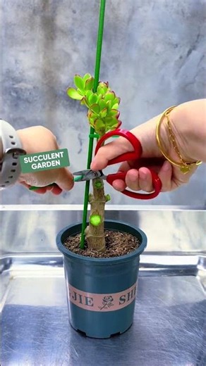 How to Prune and Shape a Jade Plant (Step-by-Step)