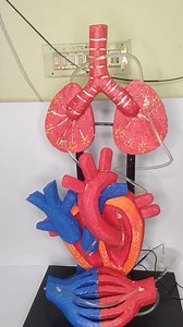 Circulatory system model | blood circulation Science project #schoolproject #science #creativity #ideas #project | Aartifex Creation