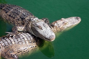 Largest Crocodile Ever Recorded - World's Biggest