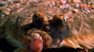 Flounders are masters of disguise