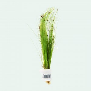 Eleocharis Vivipara Giant Hair Grass Freshwater Live Aquarium Plants, Aquatic Live Tall Plants for Planted Tank, Plan for Fish Tank Decor - Etsy