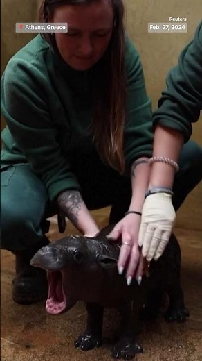 It’s a boy! An Athens zoo welcomes the birth of a rare pygmy hippo