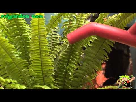 Growing ferns in the garden