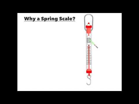 Using a Spring Scale