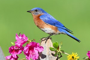 12 Birds That Are BLUE In Kentucky! (ID GUIDE)