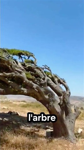 🌳 Why does this tree grow against the wind? #shorts #facts