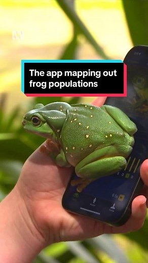 Descubrimiento de nuevas especies de ranas en Australia