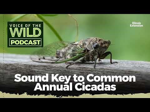 Episode 67: Sound Key to Common Annual Cicadas – Voice of the Wild