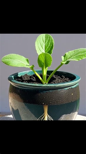 Calendula – From Planting Seed to Bearing Flowers | Full Growth Cycle