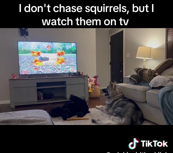 Shiloh Shepherd Enjoys Watching Squirrels on TV