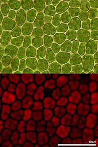 Autotrophs - Definition, Types, Examples and Vs Heterotrophs