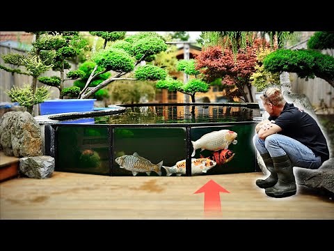 AMAZING 17,000 GALLONS KOI POND!! **JUMBO KOI**