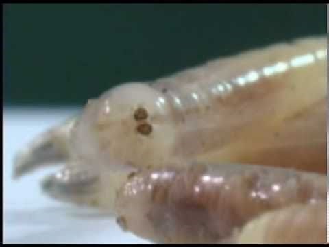Maggot March: House Fly Larvae