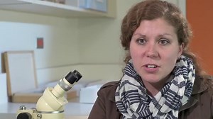 Spruce budworm outbreak could increase forest fire risk in Quebec