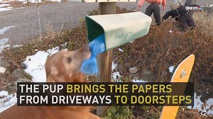 276K views · 4.3K reactions | For residents on one street in Boulder, the morning paper arrives each day with a few teeth marks and thanks to a paper boy with four legs. | 9NEWS (KUSA) | Facebook