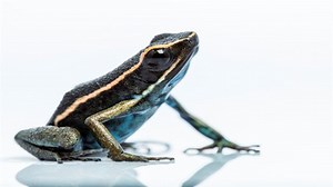 Poison Dart Frogs | National Geographic