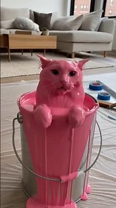 cuties 😍 #cats #cat #catlovers #catvideos #ytshorts #shorts #short #shortvideo #fyp #pets