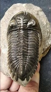 Hollardops Trilobite Prep | 380-Million-Year-Old Fossil
