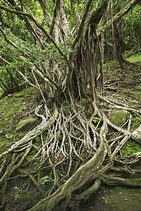 Roebic Foaming Root Killer Directions