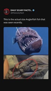 The size of anglerfish varies greatly depending on the species. Most species are relatively small, typically ranging from 20 to 30 cm (8 to 12 inches) in length. However, some deep-sea species, such as Cryptopsaras couesii, can grow up to 1.2 meters (4 feet) long. Interestingly, female anglerfish are usually much larger than males, which are often only a few centimeters long and attach themselves parasitically to the females. | thescaryfact