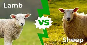 Lambs vs Sheep — 5 Major Differences Explained