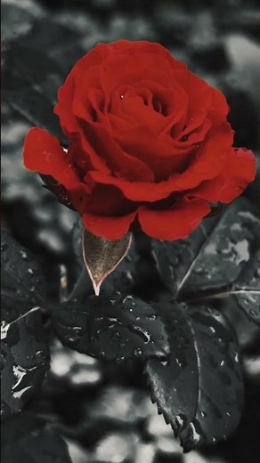 Red Rose | Flowers No copyright Nature Background video