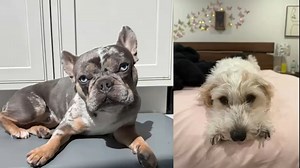 Nassau County officials tightening restrictions against animal abusers with new law