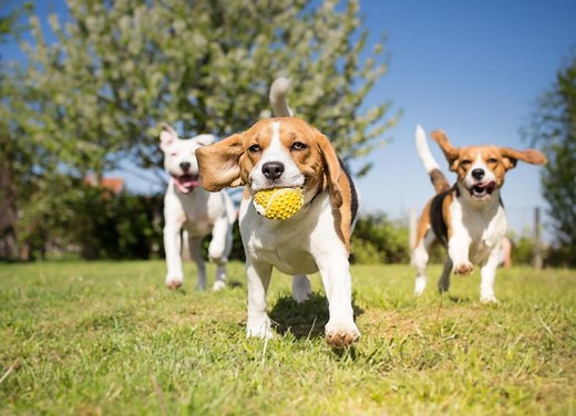 How to Get Rid of Worms in Dogs