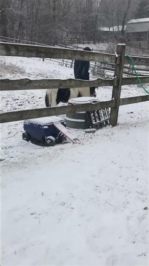 Winter & Mini Stallion⭐️⭐️⭐️⭐️⭐️