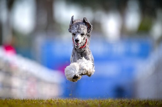 Fast CAT 101: Behind AKC's Fastest Sport!