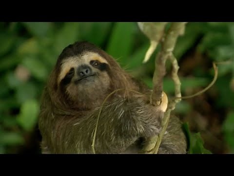 Sloth Combats Plant Defences in Incredible Behaviour | How Nature Works | BBC Earth