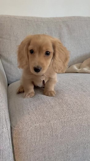 Golden Glow Blonde Dachshund: Creamy Cutie