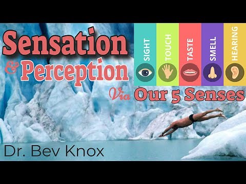Psychology of Sensation & Perception Explained via Our 5 Senses