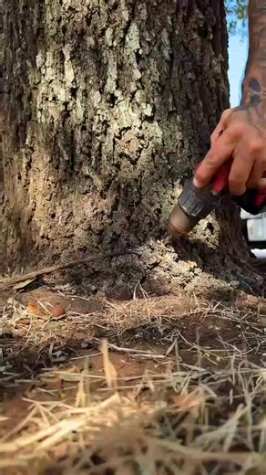 This comes with tree work🌳 #squirrel #treeservice #treeservicenearme | Janny Tree