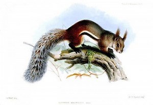 First-ever video of squirrel rumored to kill and eat deer