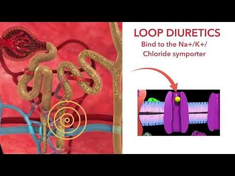 Loop diuretics: Furosemide and bumetanide