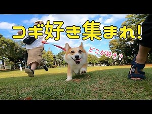 コーギーの魅力を集めて動画にしたらもうかわいいしか言えない