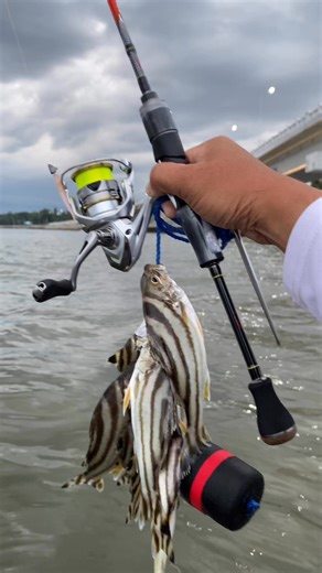 2.1K views · 38 reactions | Zebra 煉 | Kevin Blanco Fernandez | Facebook