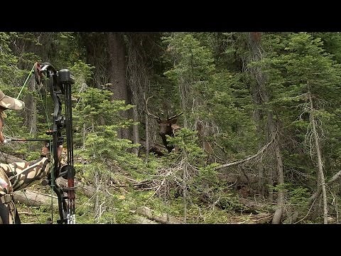 10 YARD FRONTAL ELK KILL SHOT WITH A BOW