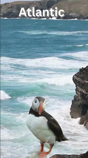 Atlantic Puffin | The Beautiful Atlantic Puffin Bird | The World's Beautiful Duck #puffin